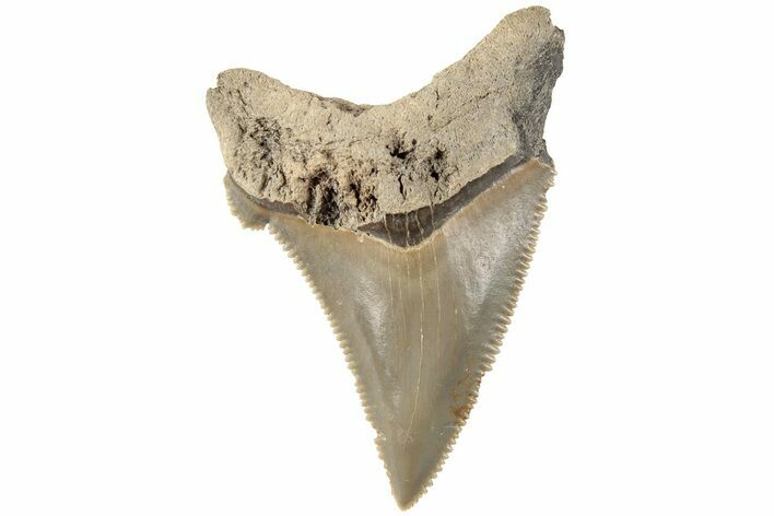 Serrated Angustidens Tooth - Megalodon Ancestor #202434